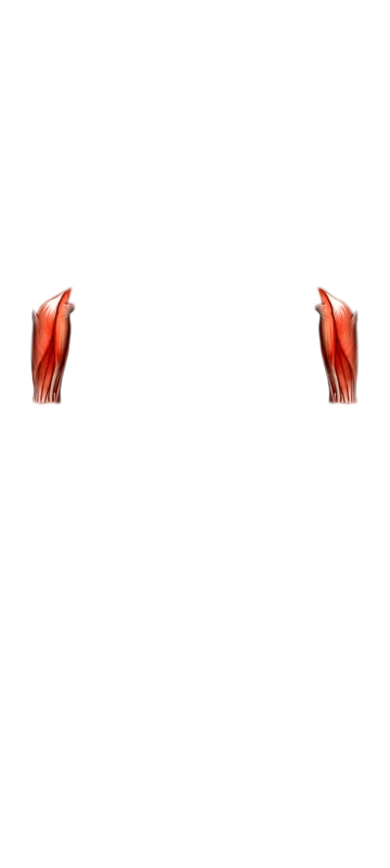 Muscle vue arrière